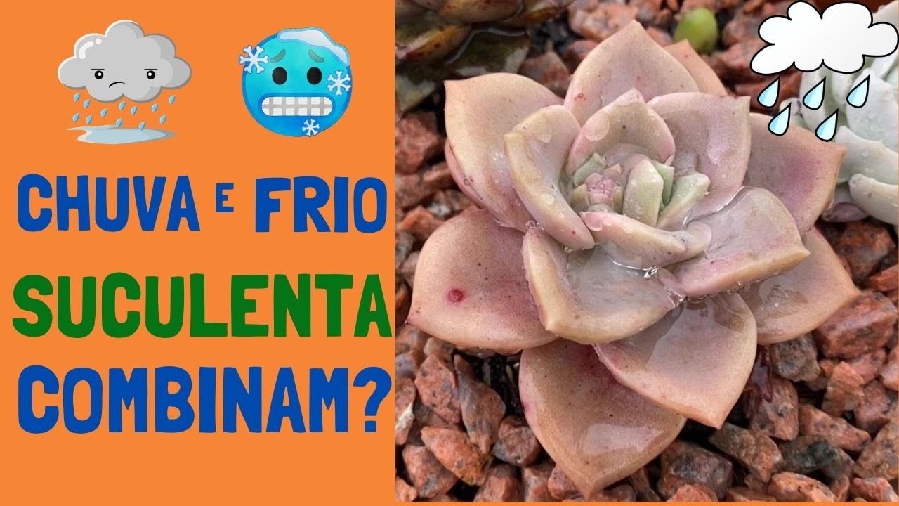 Minha COLEÇÃO  de Suculentas no FRIO e na CHUVA: é possível e SEGURO? /Grazi Bittencourt