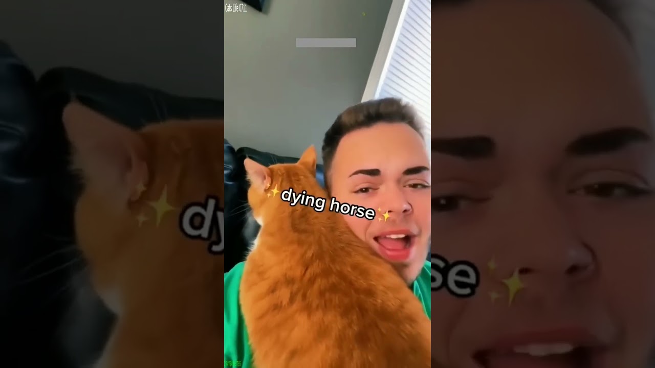 Funny Cats 2025 🐈‍⬛ Funny Cat Videos 😾 # #3041