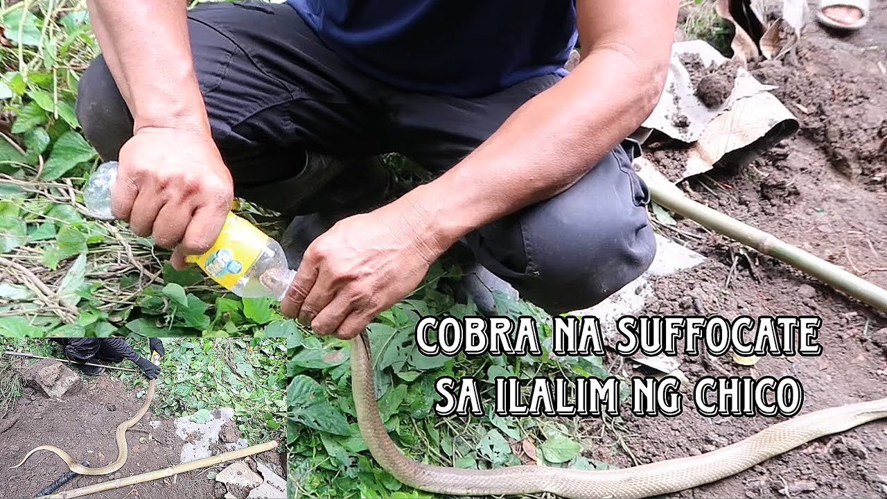COBRA NA SUFFOCATE SA ILALIM NG PUNO