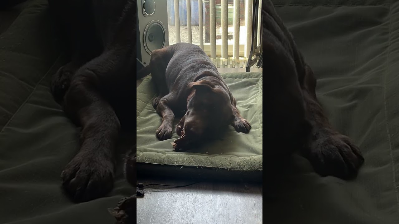 A True Ankle Biter #pets #dogs #animals #comedy