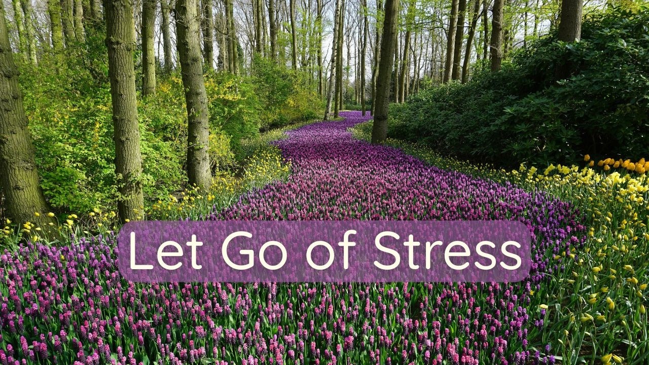 Stressed? This Forest Meditation is What You Need Right Now