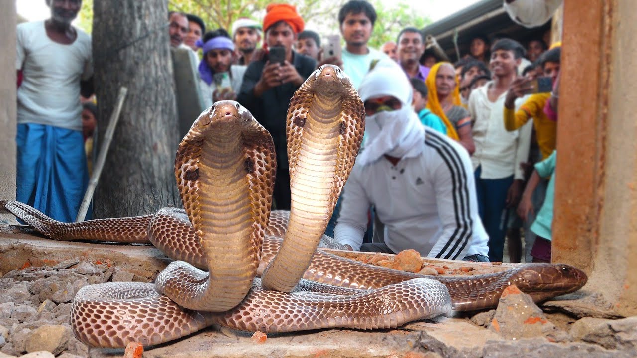 जहरीले कोबरा के काटने के पहले का रेस्क्यू देखिए, नाग नागिन को कैसे रेस्क्यू किया मुरलीवाले हौसला! 😱