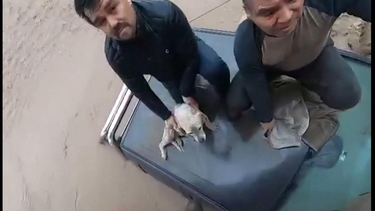 Helicopter Saves Men and Dog in Van Sinking in Flood