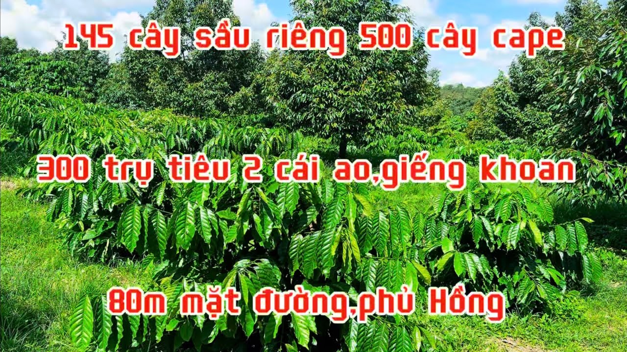 Bán đất vườn sầu riêng 1,2 hecta 80m mặt đường khu dân cư có nhà ở điện nước đầy đủ lh 0867048379