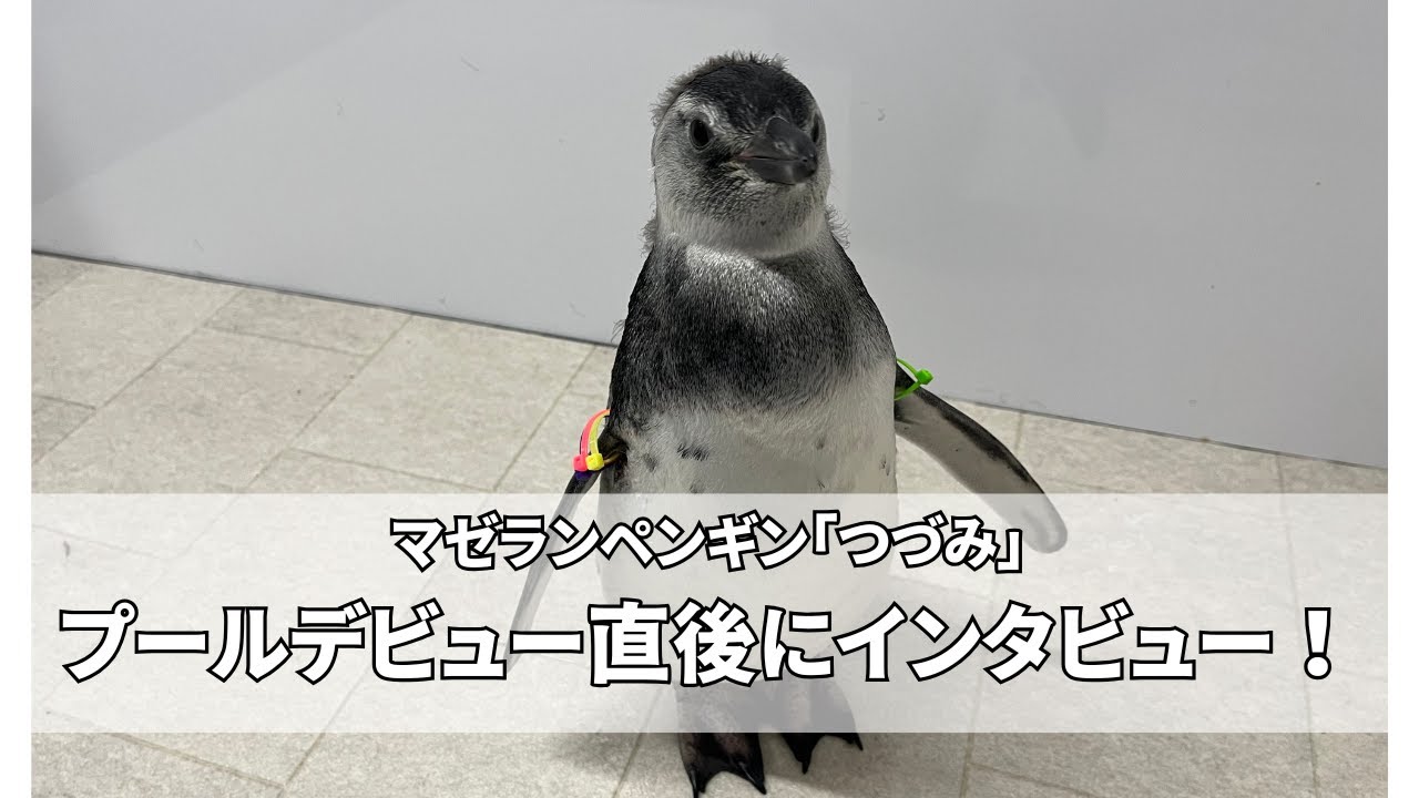 【ゲリラ配信】プールデビュー直後のつづみにインタビューしてみた🐧