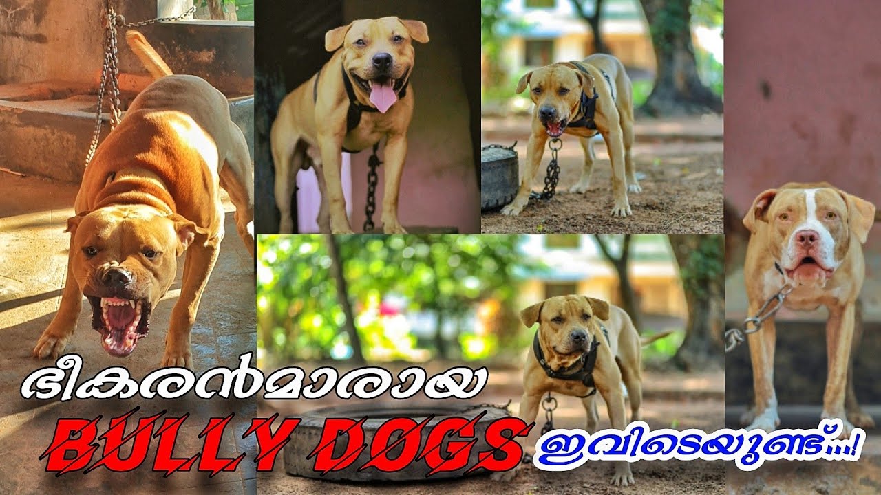 ഇവിടുത്തെ ഇടിവെട്ട് Bully Dogsനെ കാണാം | Dog Farming Malayalam |Amstaff | American Pitbull Terrier |