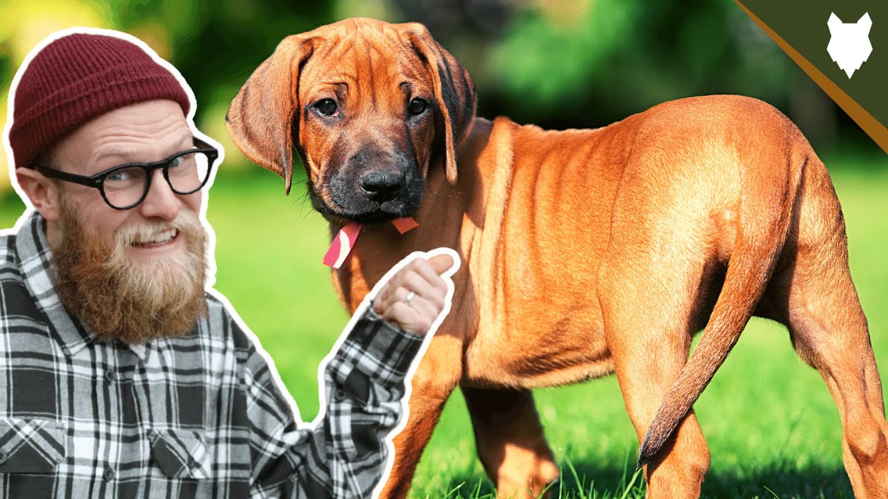 What To Do With A NEW RIDGEBACK PUPPY?!