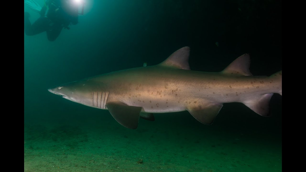 Magic Point Maroubra Scuba diving