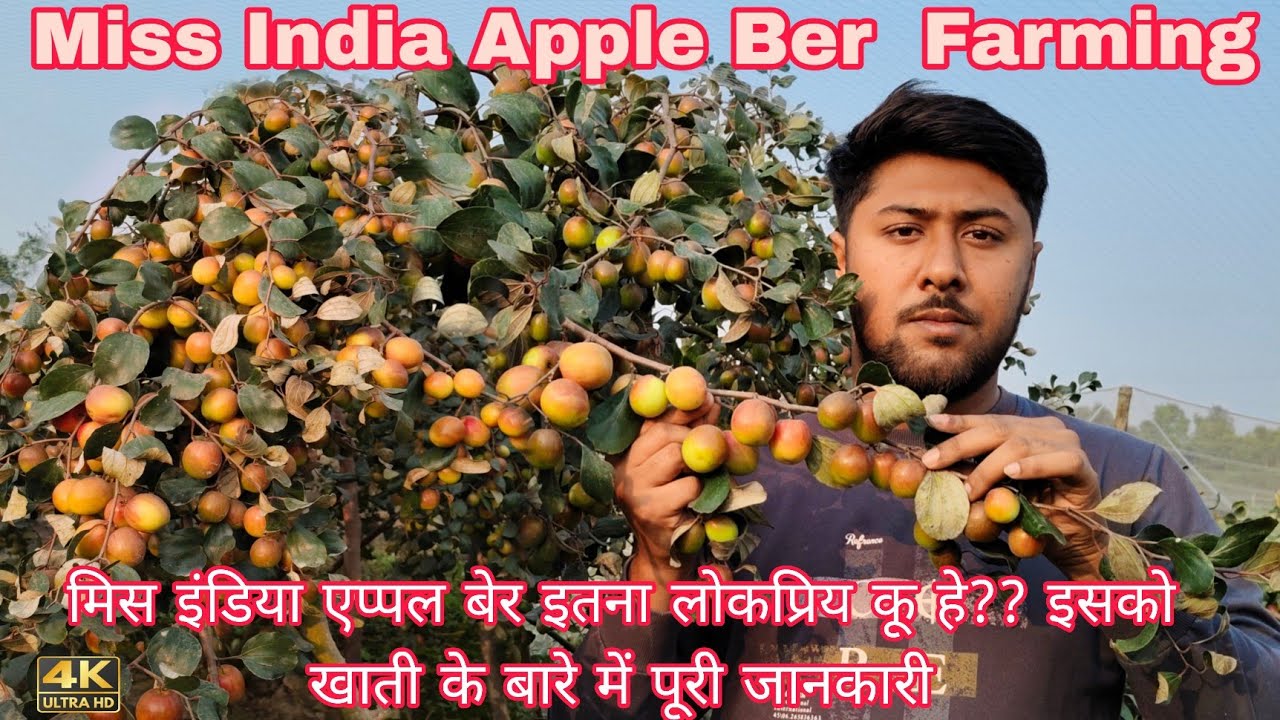 Miss India apple ber farming! Cultivation & Marketing! मिस इंडिया एप्पल बेर के बारे में पूरी जानकारी