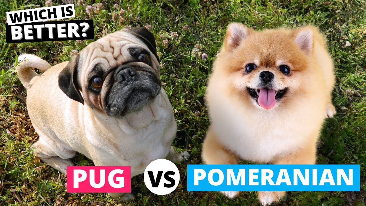 Pomeranian vs Pug: Which is Better?