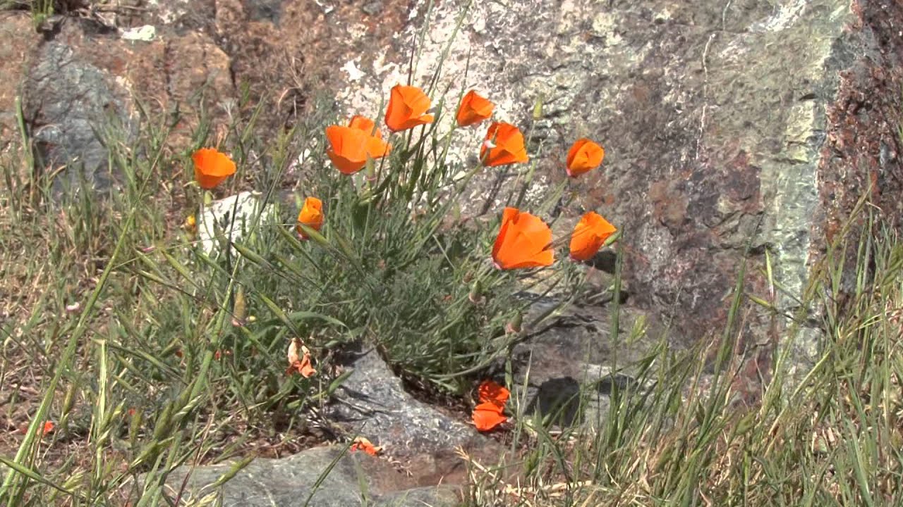 California Poppies with Michael Ellis