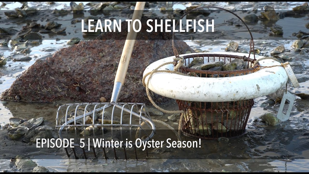 Learn to Shellfish  Harvesting Oysters