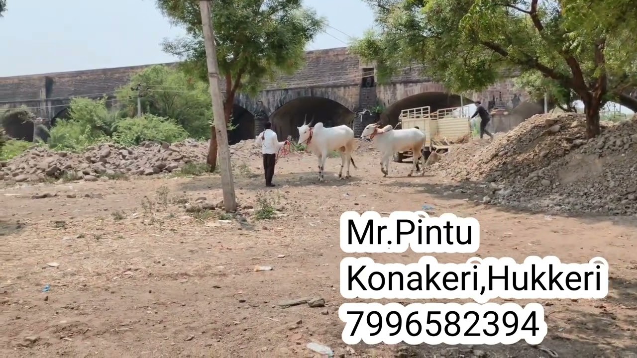 khilari bail|Khilari bull|khilari bull market #cattles #khilari #bulls#bullsmarket &lrm;@SHETIGURUJI&nbsp;