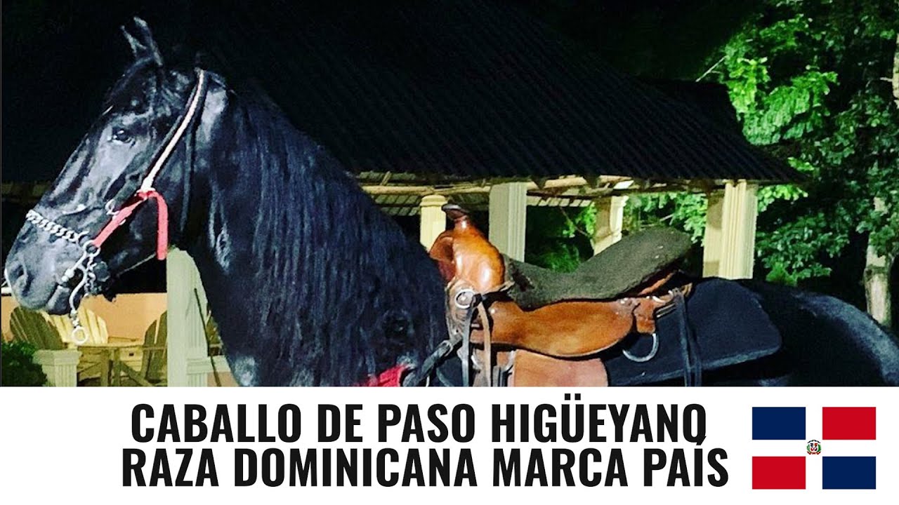 CABALLO DE PASO HIGUEYANO: UNA RAZA DOMINICANA MARCA PAIS