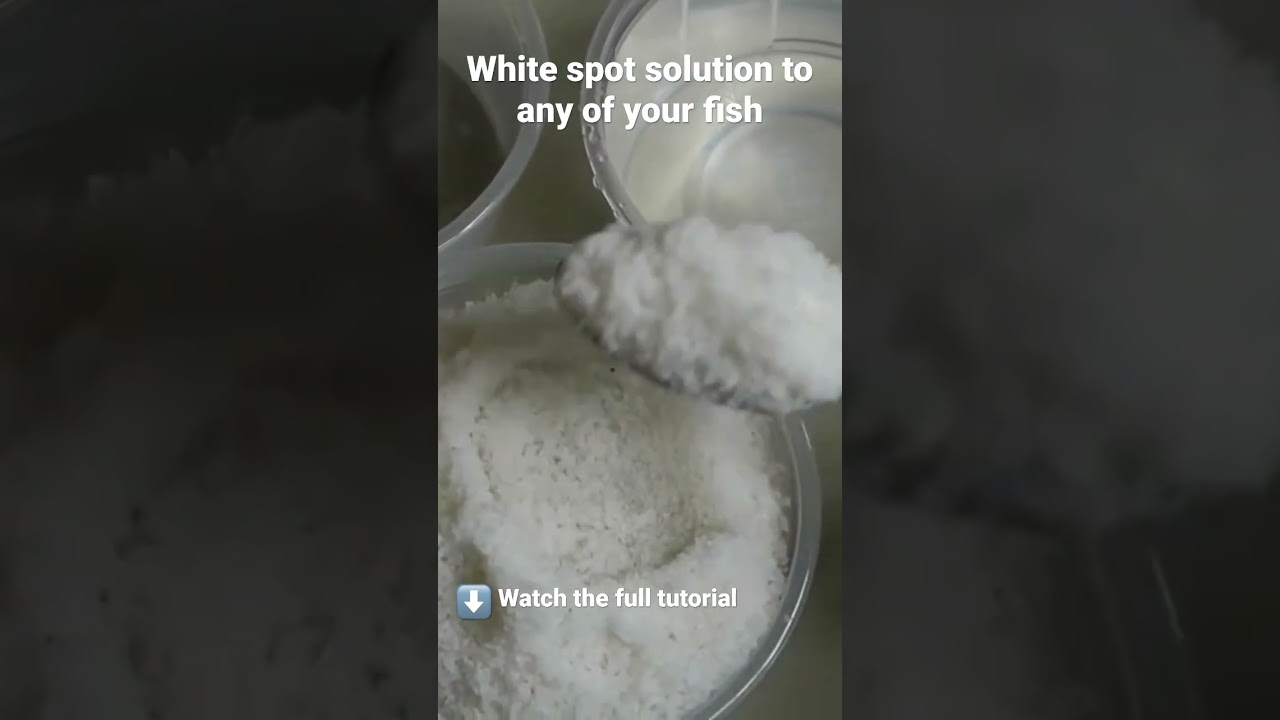 White Spot/ ICH solution for any type of fish #bettafish #shorts #bettacare #bettafry #bettashow