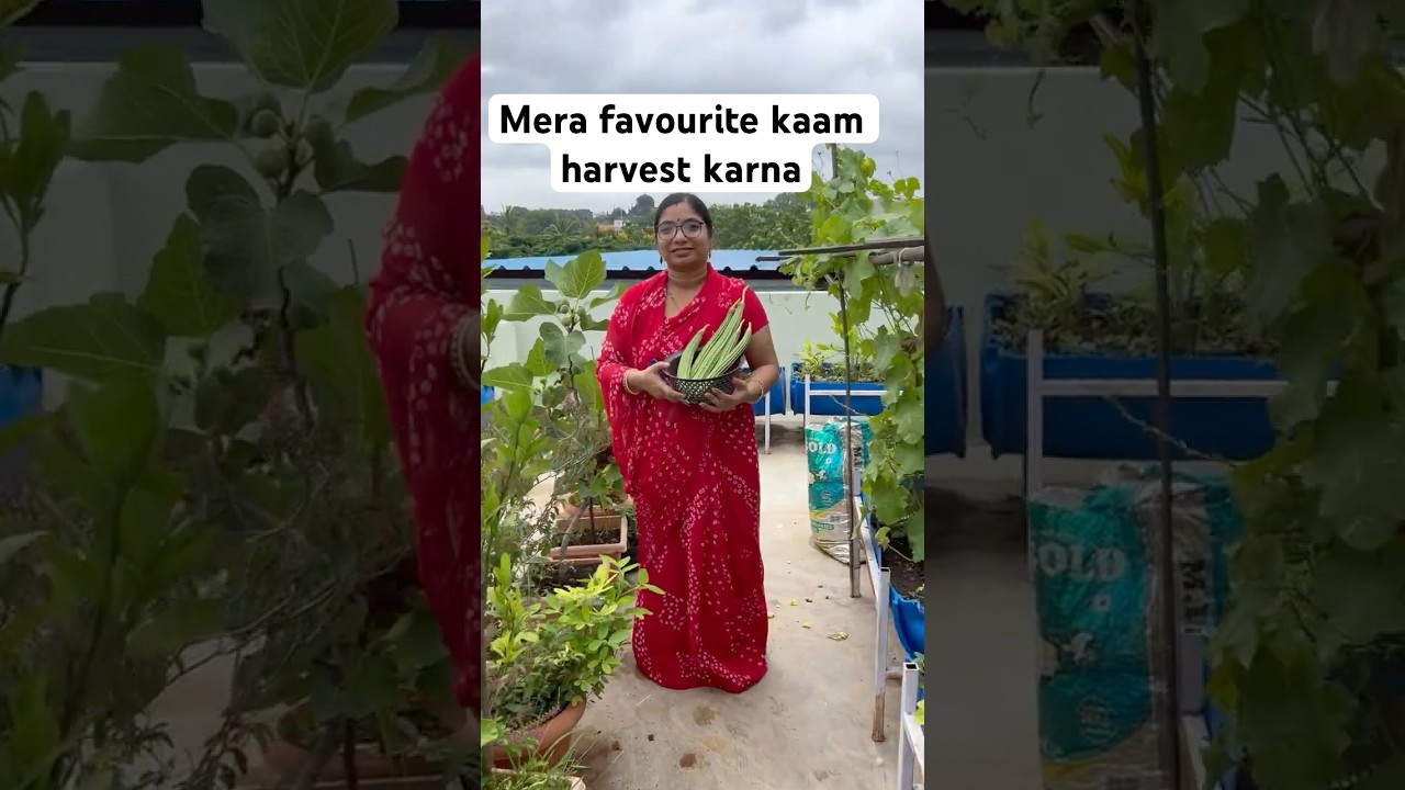 Terrace pe sabjiya lagana or todna mera favourite kaam hai#sort #gardening #harvesting#vegetables ￼￼