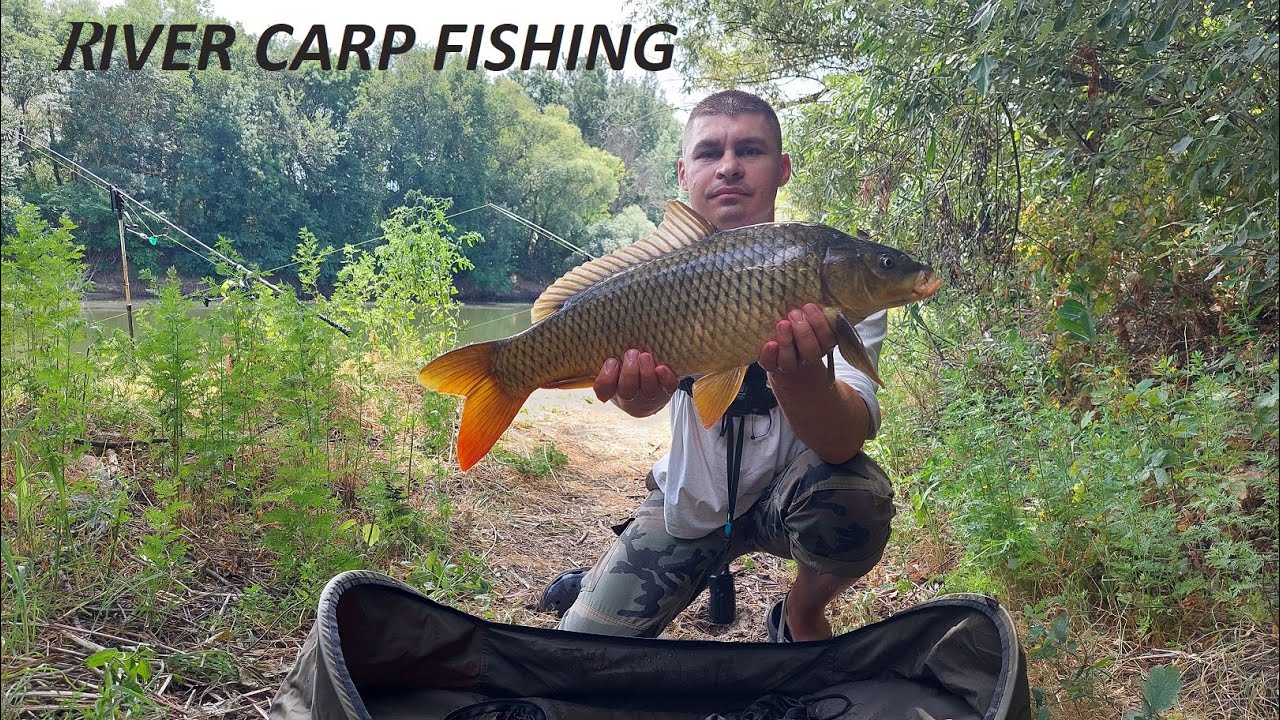 Crap și Ten sălbatic pe r&acirc;u, pescuit pe Nistru Iulie,/Fishing on Dnister/Риболовля на Дністрі/