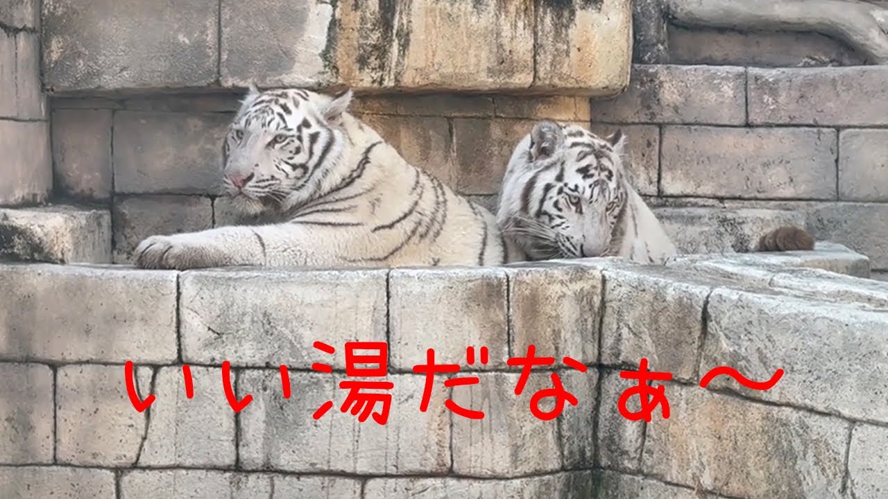 湯船に浸かってるみたいなコタくんハクくん【東武動物公園】
