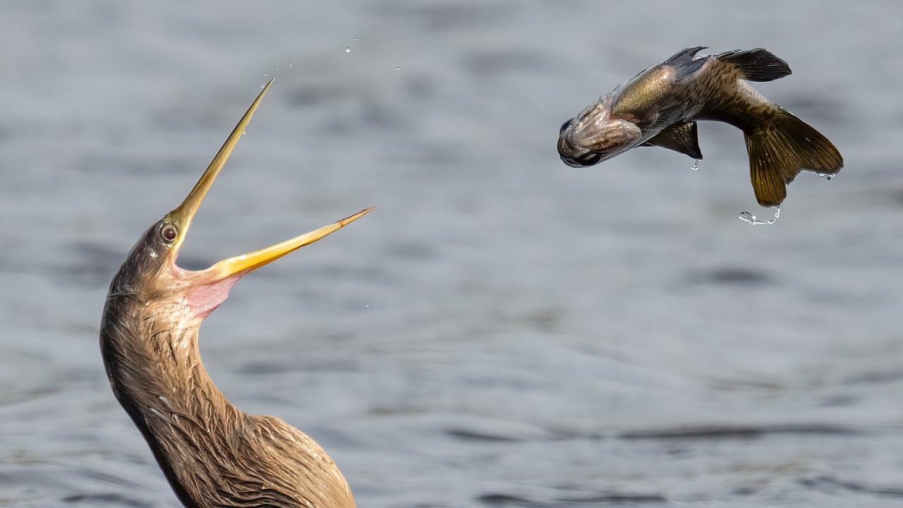 Wildlife Videography with the Sony A1 II - Insane Anhinga Fish Flipping Technique