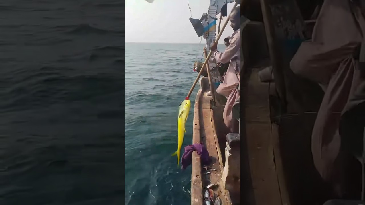 “Massive Sea Catch 😱 | Shiny Mahi-Mahi & King Fish!” 