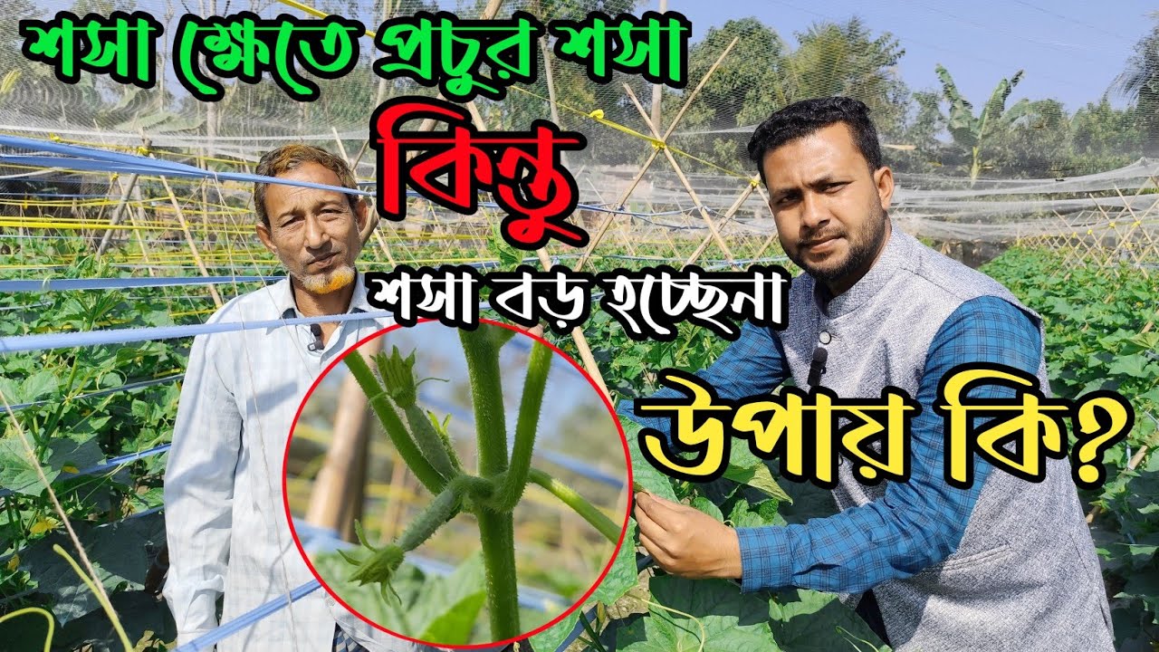 শীত ও শেষ শসার জালি ও সেট হচ্ছেনা, গাছের বয়স ৭০ দিন কিন্তু শসা হারভেস্ট হচ্ছেনা।