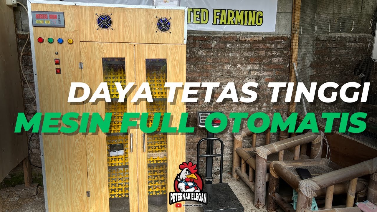 MENINGKATKAN DAYA TETAS TELUR AYAM KUB DENGAN MESIN TETAS FULL OTOMATIS KAPASITAS 600 BUTIR