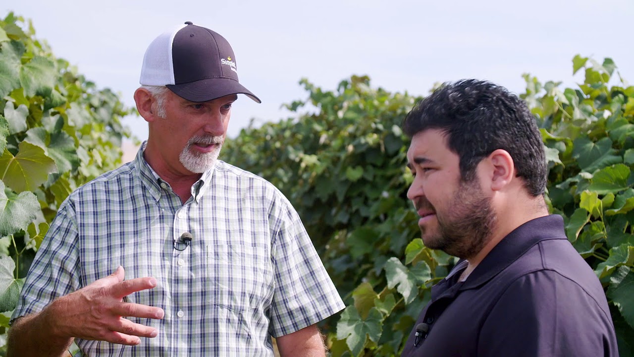 Growing juice grapes at Den Hoed Vineyard | Sunnyside, WA | Washington Grown