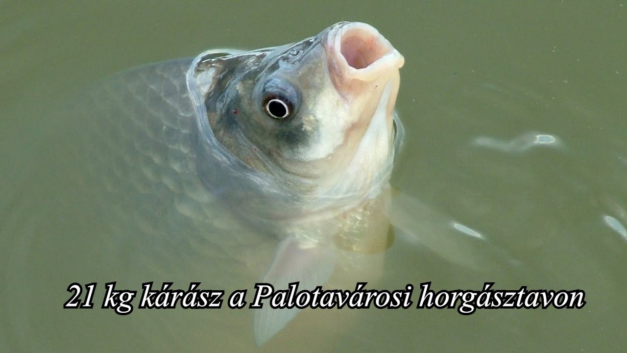 Tartószákban 21 kg kárász + a pontyok, és a csapattárs = 2. hely