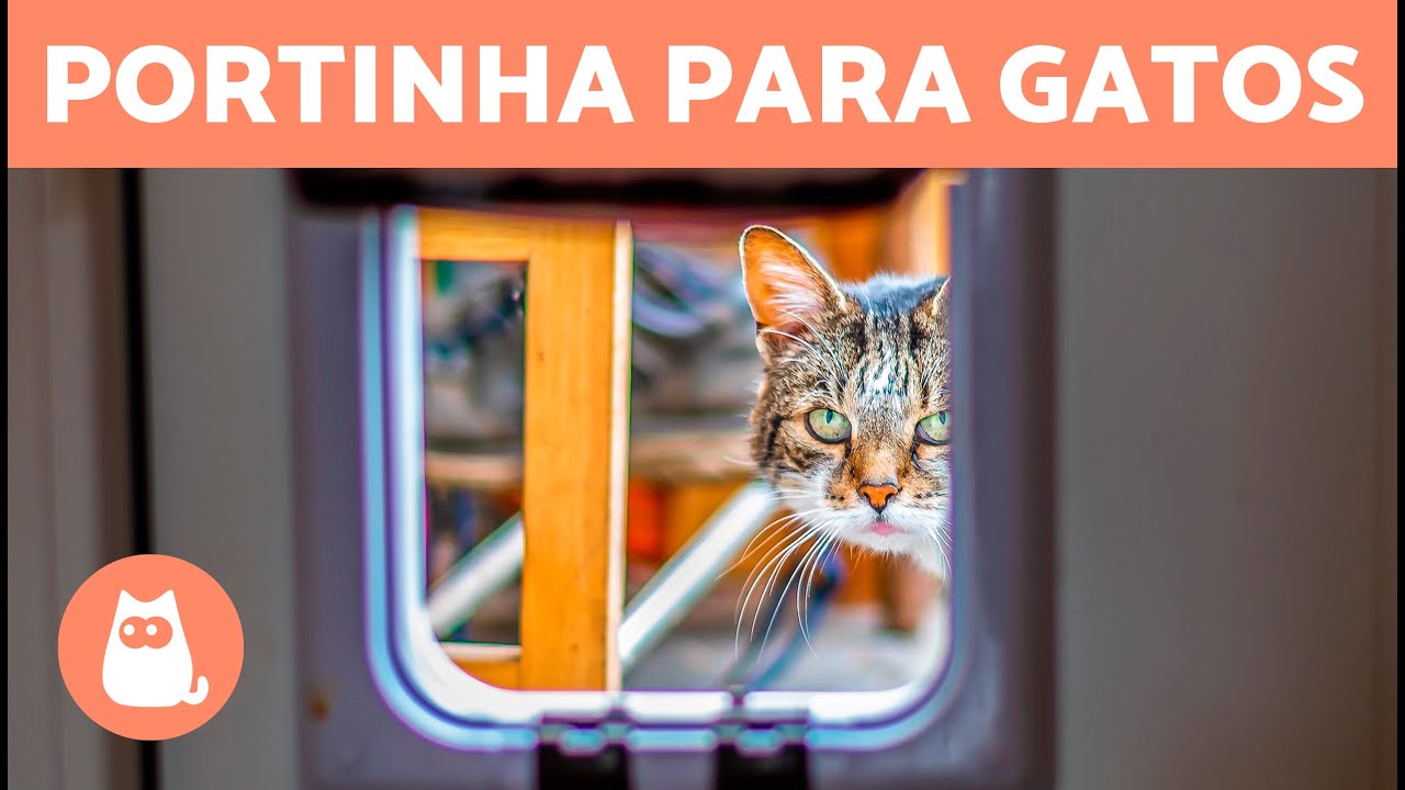 PORTA para GATOS: benefícios e como instalar 🐱
