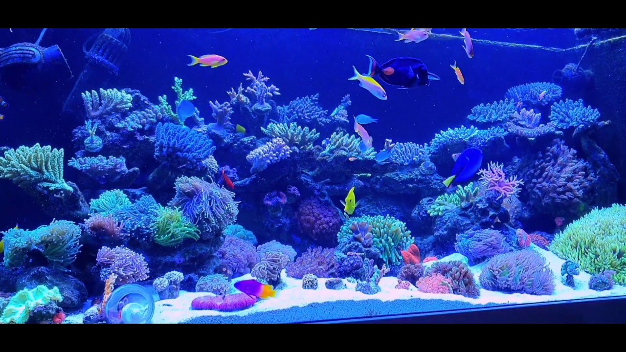 Skała Real reef rock RRR czy napewno taka zła?