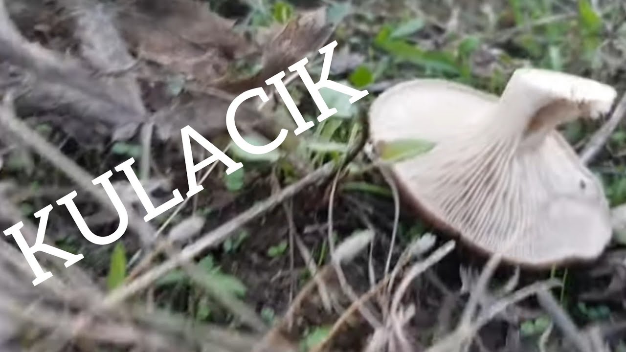 #Kulacık, #diken, #karakulak, #kulak mantarı. #mushroom. En lezzetli #mantarı. #doğa