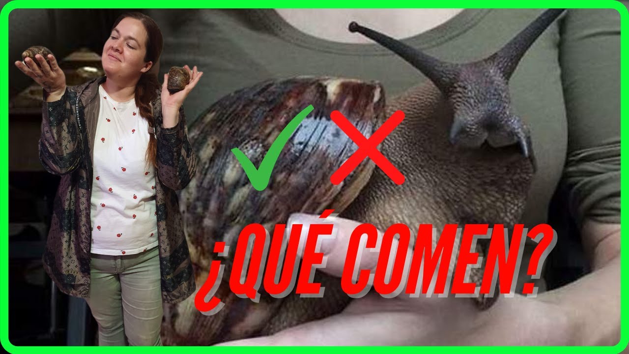 Cuidados del CARACOL GIGANTE AFRICANO | Básicos 🐌