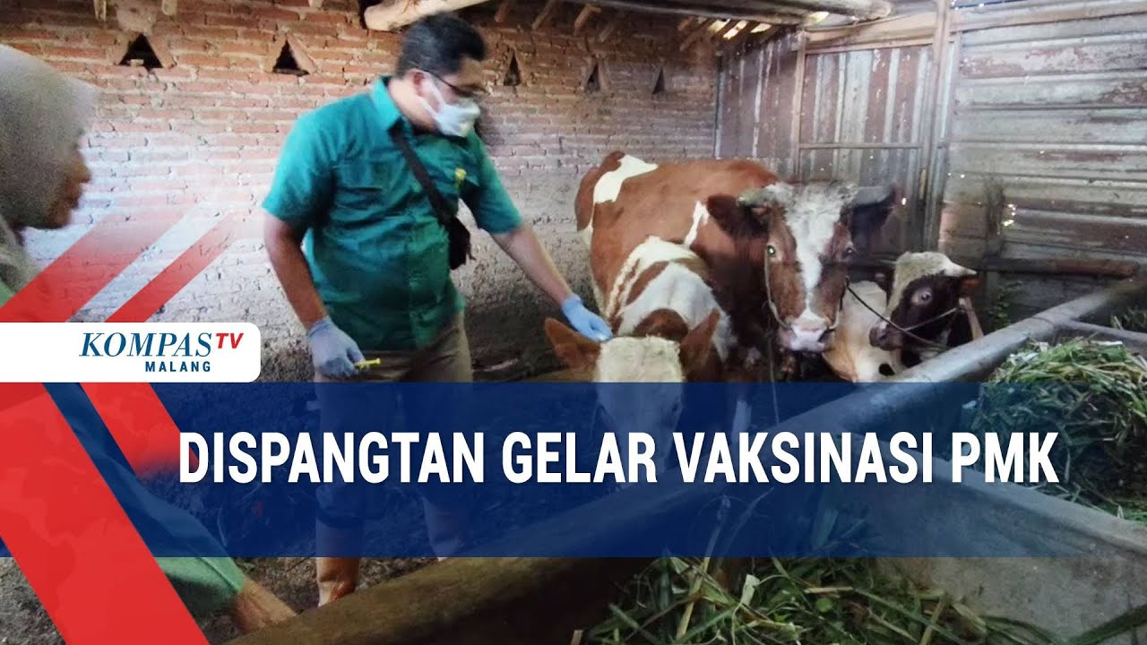 Antisipasi PMK, Dispangtan Mulai Gencarkan Vaksinasi