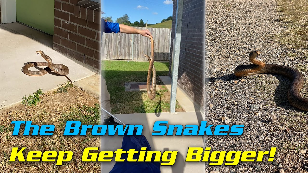 The Brown Snakes keep getting bigger and bigger!
