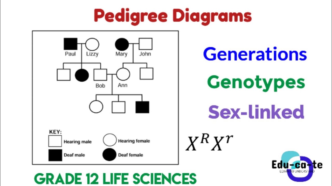 Pedigree diagram - Grade 12 life sciences