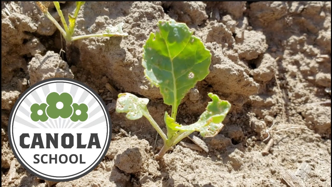 Canola School: When does it 