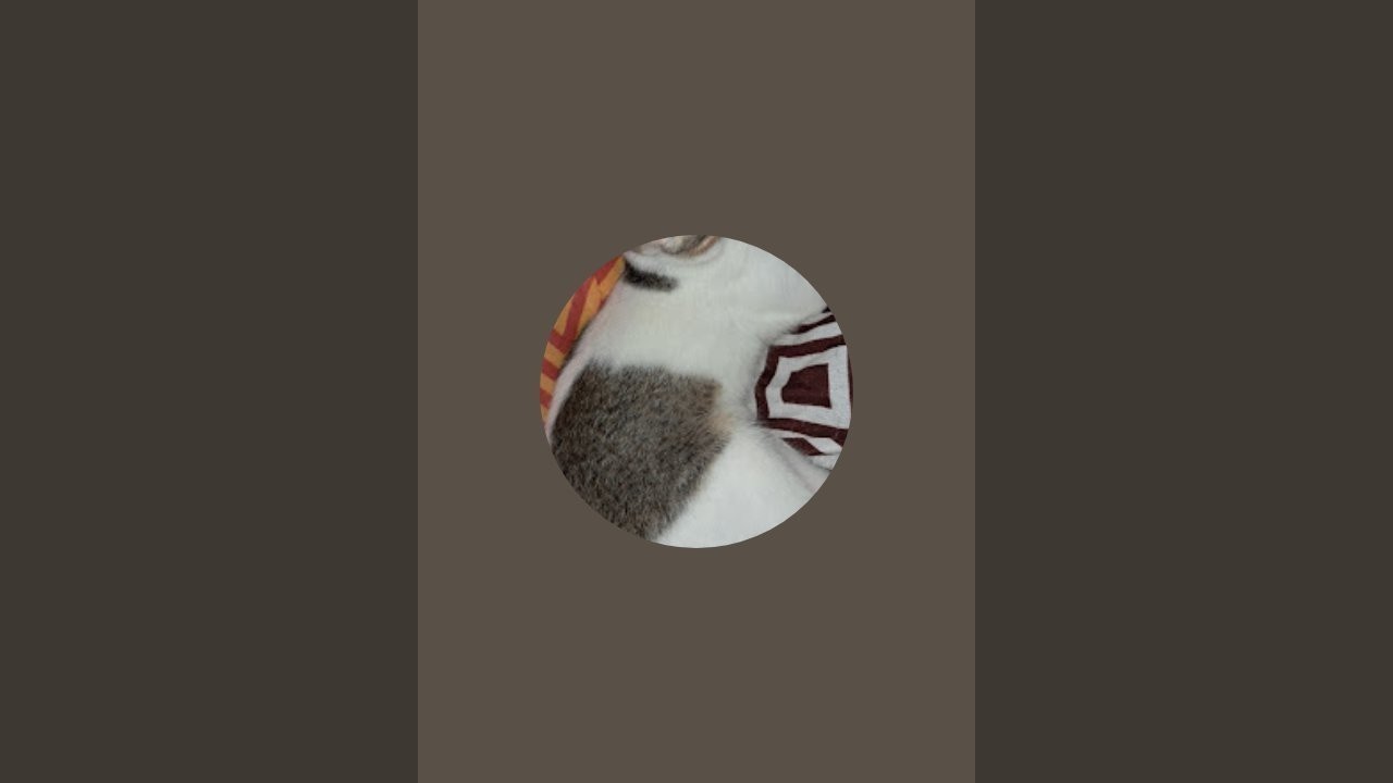 Cat dog animal channel h
