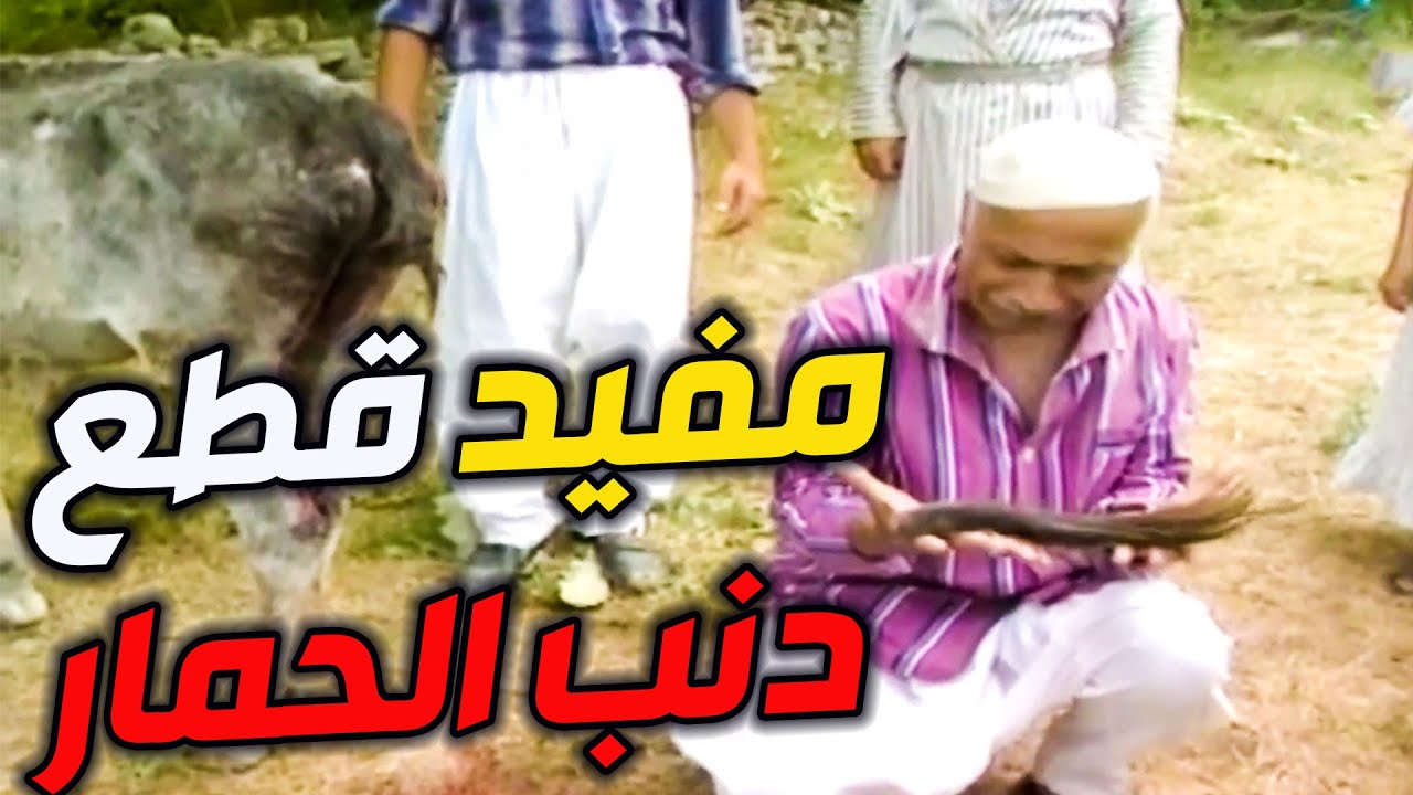مفيد الوحش يللي قطع دنب الجحش