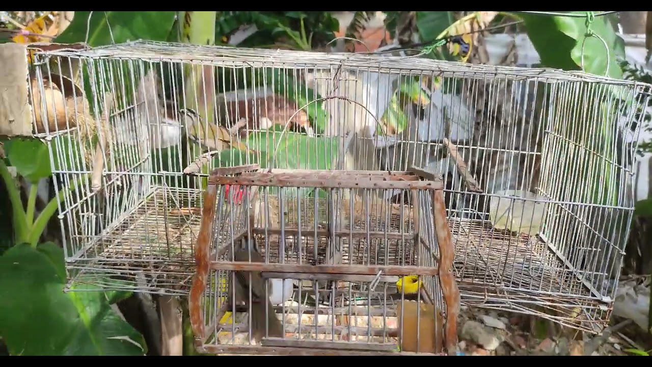 COMO SABER SI MI TUMBA YEGUA ES HEMBRA