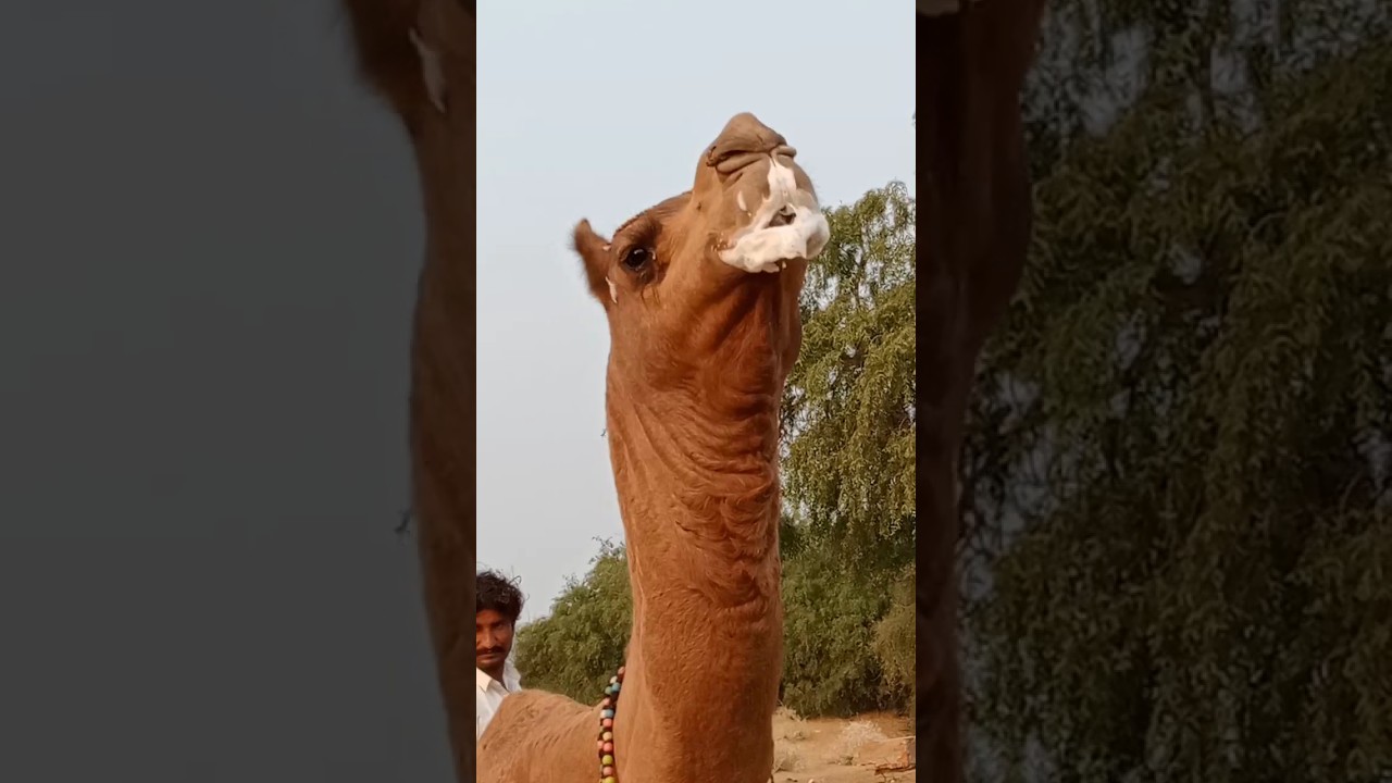 Heavy Weight Camel 🐪🐪 #shortviral #الجمال #desertlife #camel #camellife