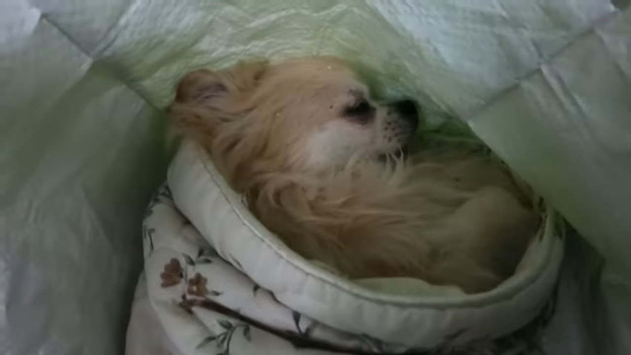 Saying Goodbye to Our Beloved Chico