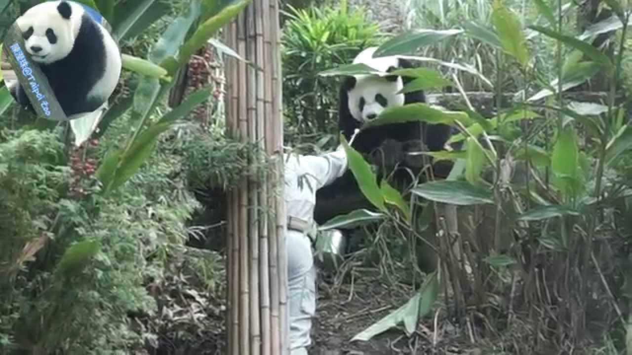 2014.10.27 中午收貓賴皮圓仔要抱抱才肯回家
