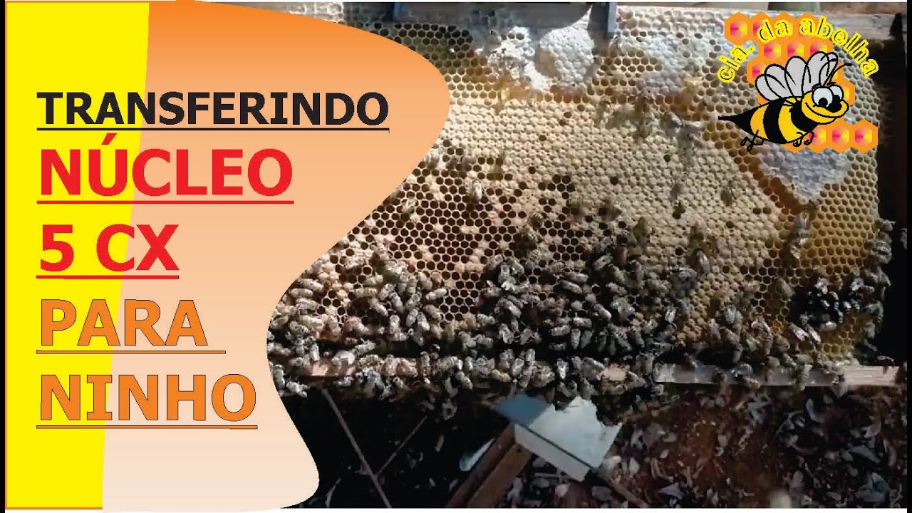 TRANSFERINDO MEU 1º ENXAME DE 5000 ABELHAS P/ COLMÉIA PADRÃO DEFINITIVA VISANDO PRODUÇÃO DE MEL.