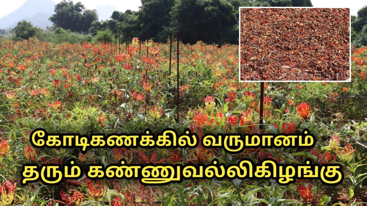 கண்வல்லி கிழங்கு சாகுபடியில் இவ்ளோ வருமானம் வருமா? | Gloriosa cultivation | gloriosa superb in Tamil