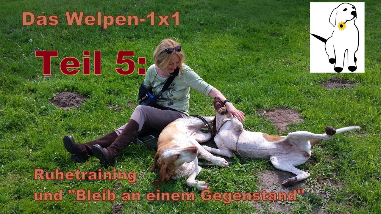 Das Welpen1x1, Teil 5: Ruhetraining und Bleib an einem Gegenstand. Hundeschule Loewenzahn