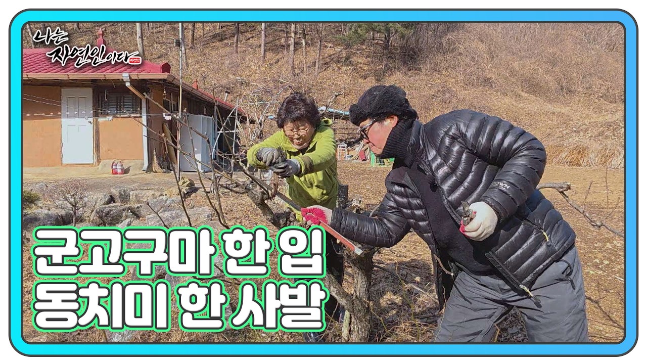 고구마와 동치미, 자연 속 소확행 MBN 260223 방송