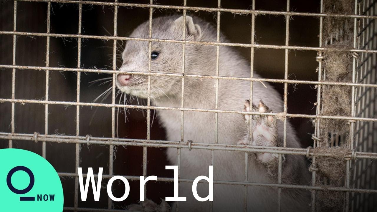 Why Denmark Exterminated 17 Million Mink Over a Covid-19 Scare