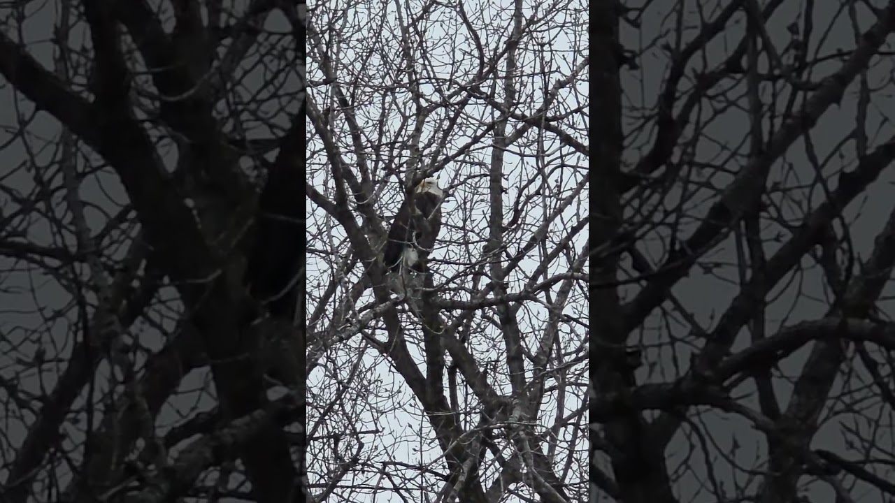 Beautiful Bald Eagle.