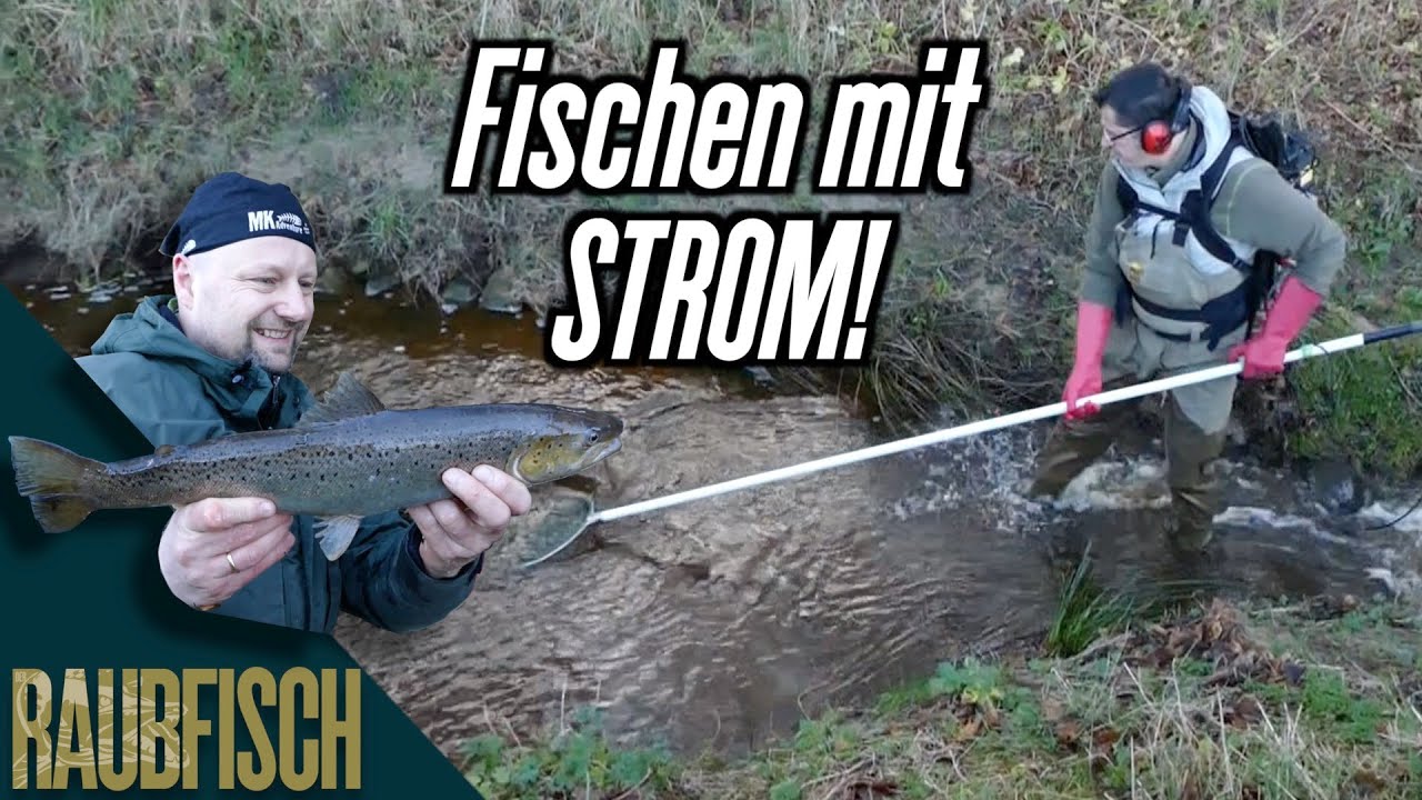 Meerforellen gesucht! (in dem MINI-Bach?)