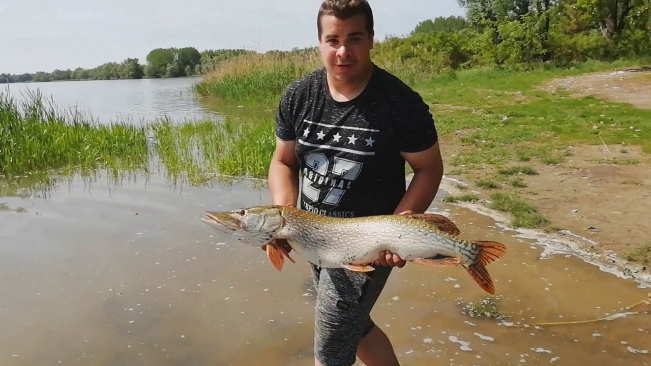 TOP 5 csuka kapás